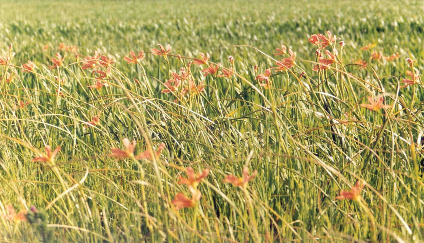 A field infested with Cape tulip impacting on grazing pastures.