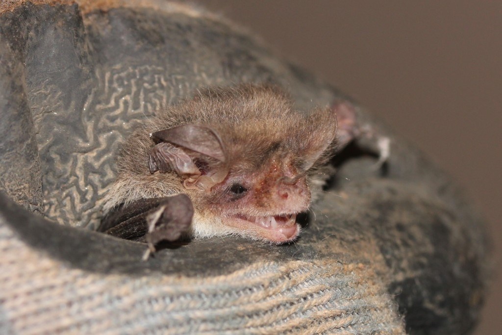 A lesser long-eared bat on a rug, close up of its face