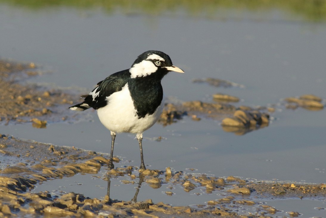 A magpie-lark standing in water and mud