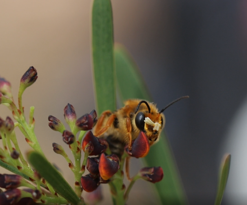 A native bee perches on a flower, looking off camera