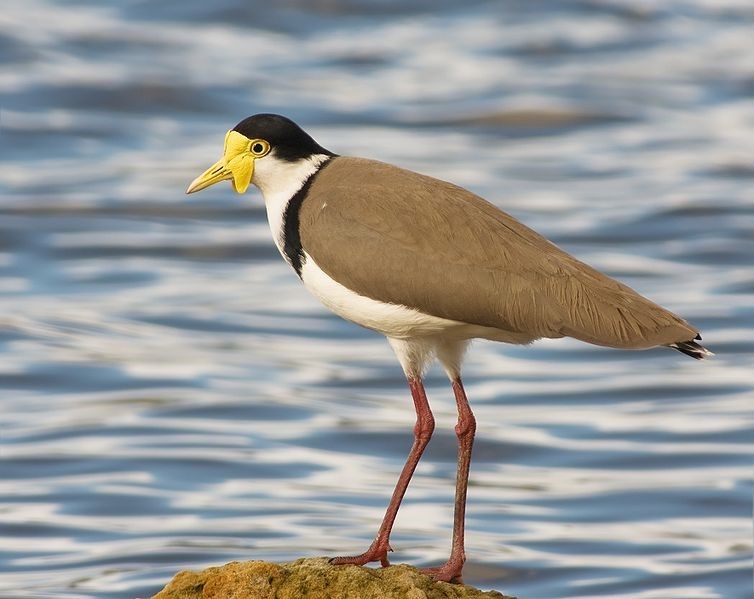 A masked lapwing bird (brown and white with a yellow beak which looks like a mask) standing on a rock in water