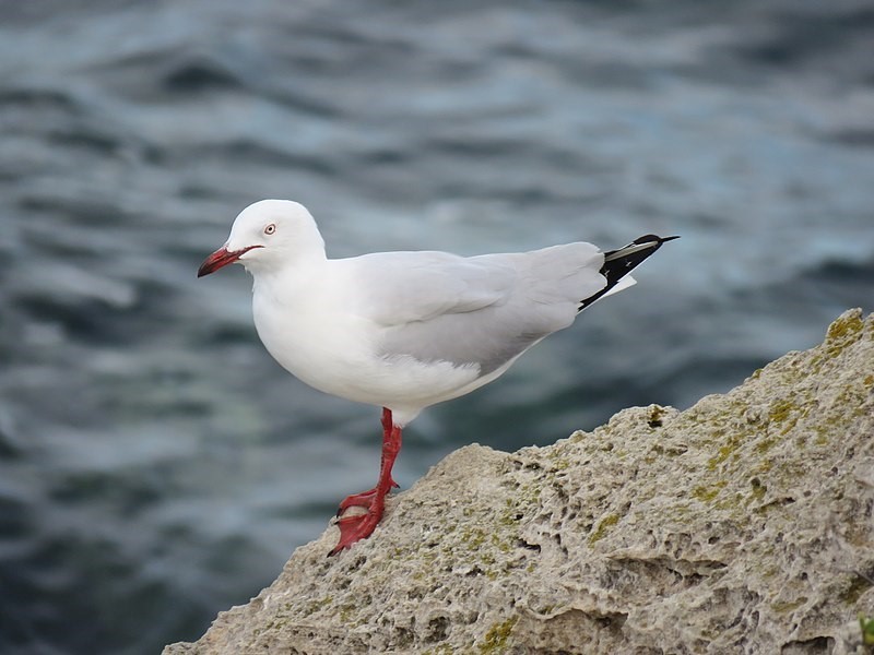 A silver gull (also known as seagull) standing on a rock near a waterway