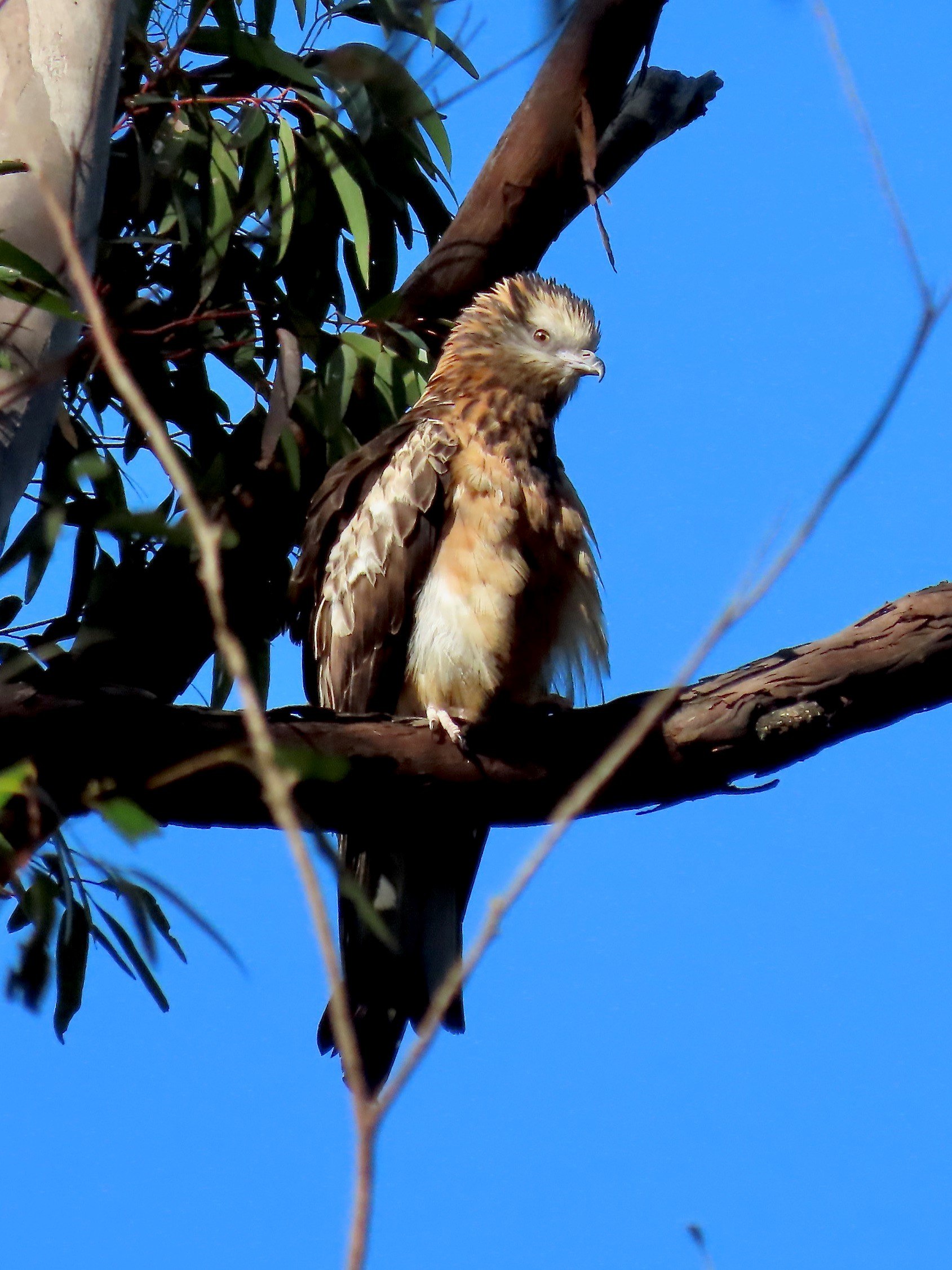 A square-tailed kite (bird) sits in a tree.