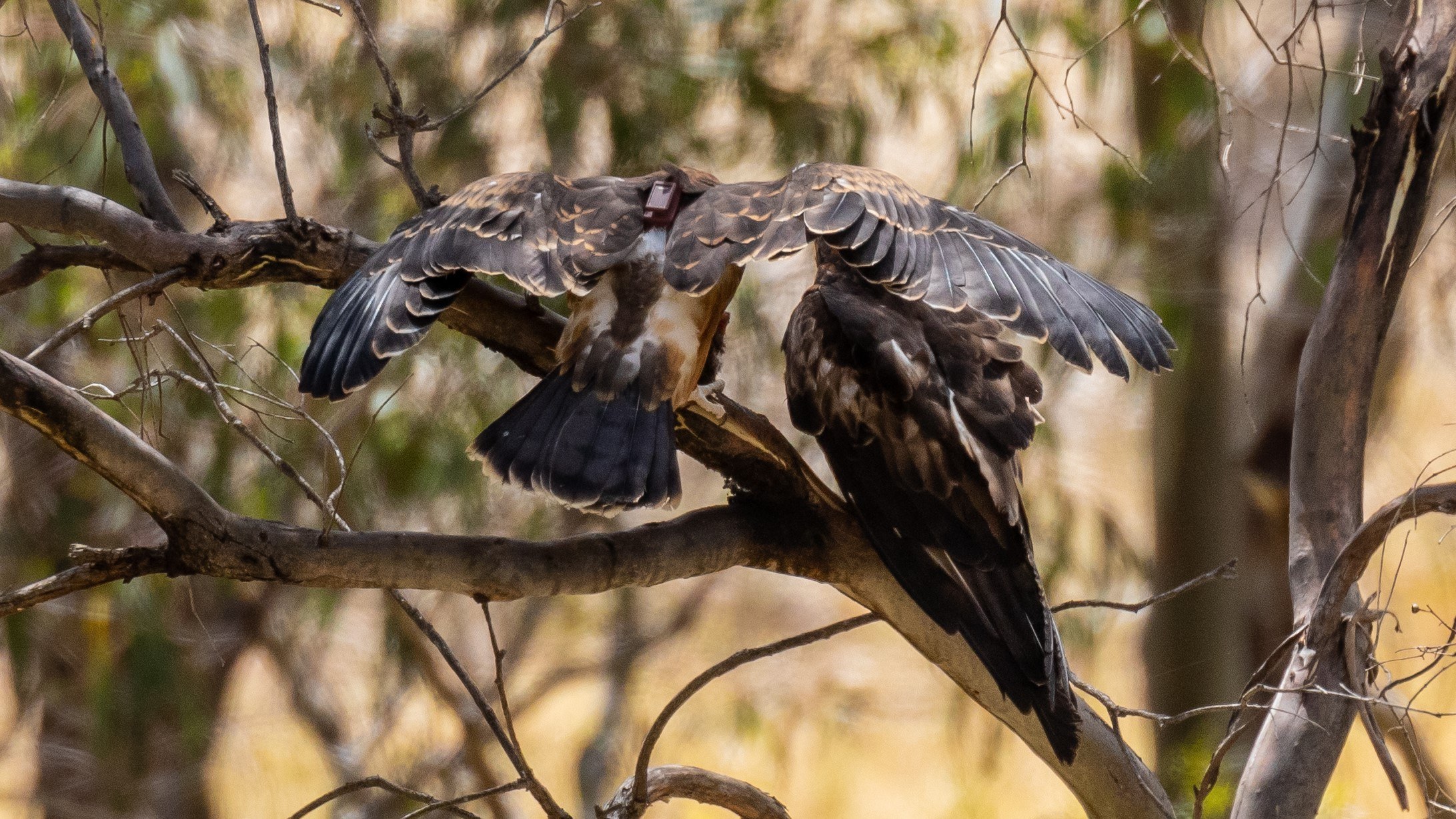 A square-tailed kite (bird) faces away from the camera, sitting in a tree, showing a small tracker between its wings.