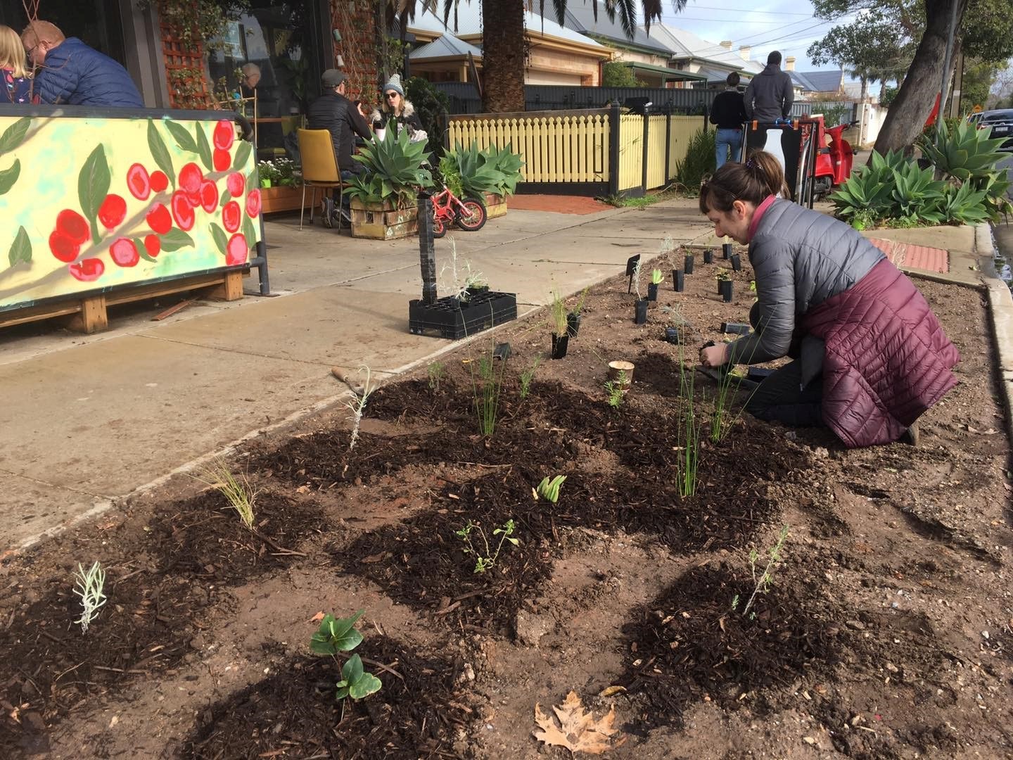 A person kneeling in a street verge with tubestock plants