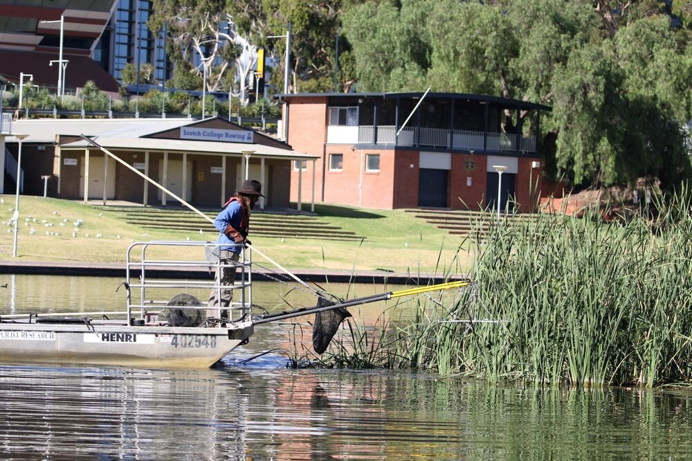 Learn how water quality in the Torrens is being improved - Green Adelaide