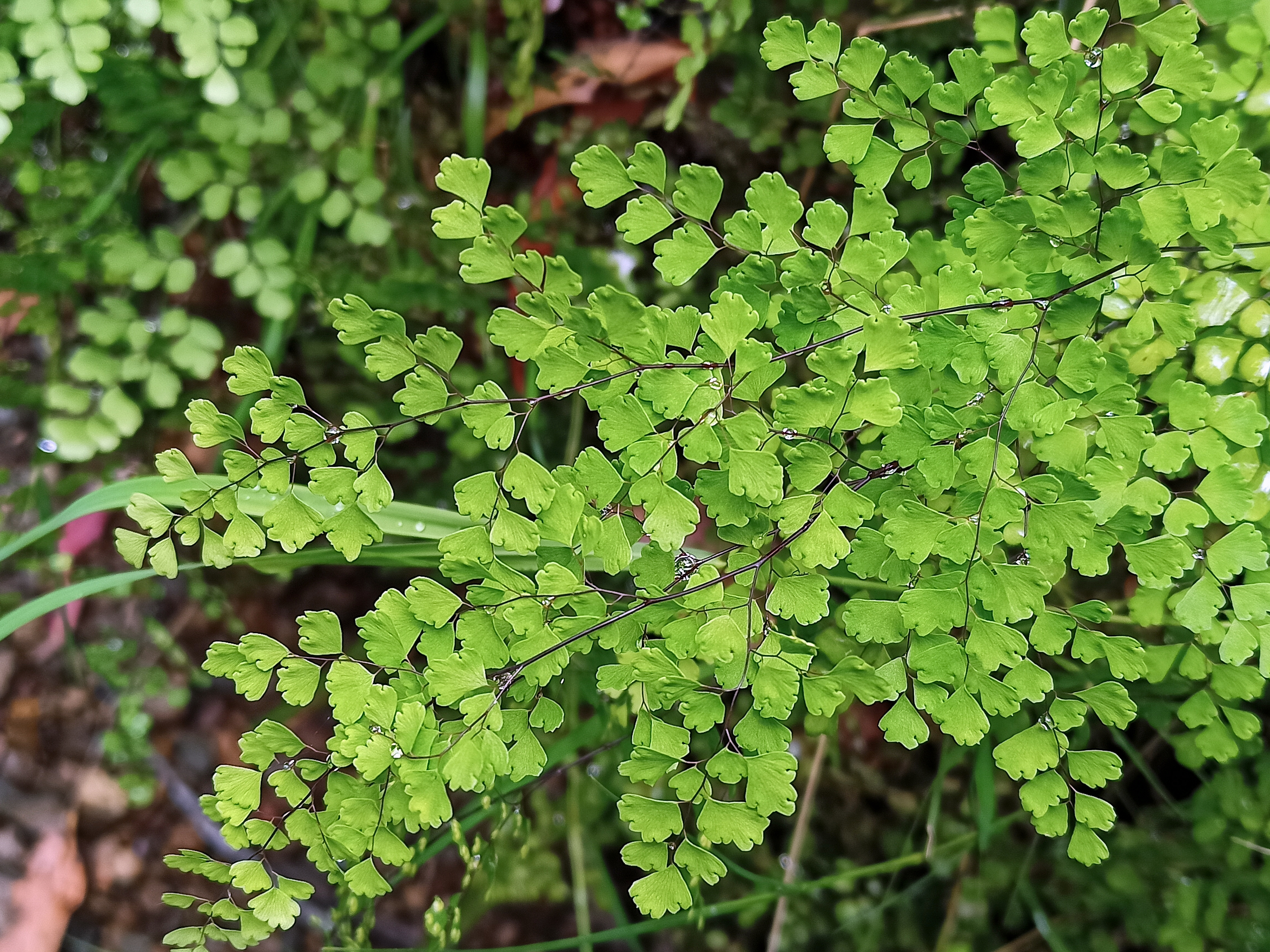 Adiantum aethiopicum-maidenhair fern-Harry Rose, Flickr