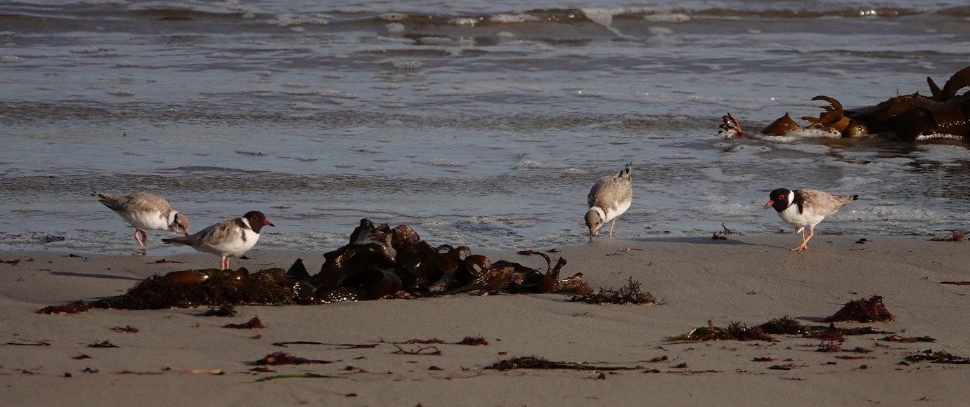 Two hooded plovers and their fledglings on the beach at Victor Central