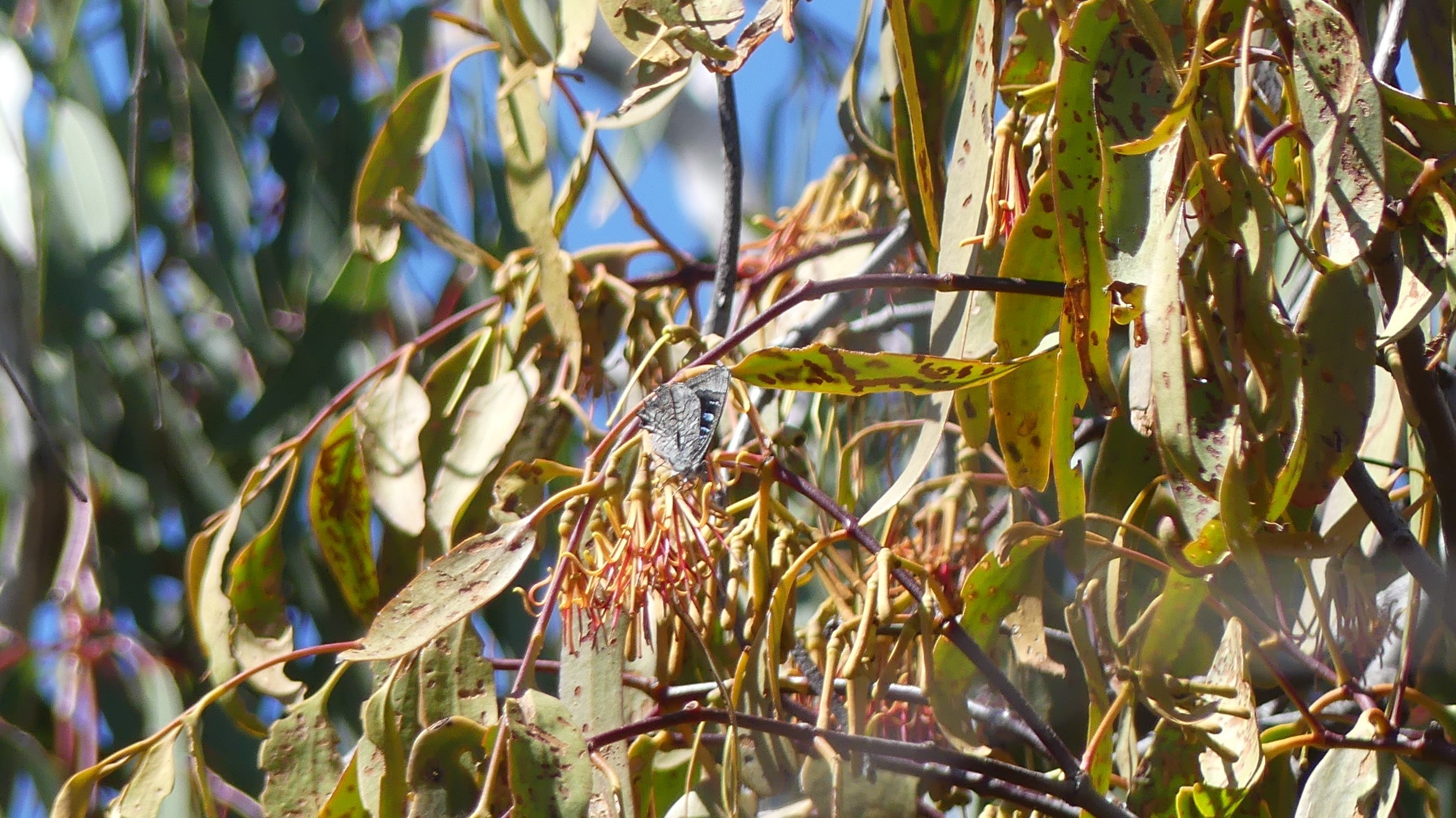 box mistletoe and broad-margined azure