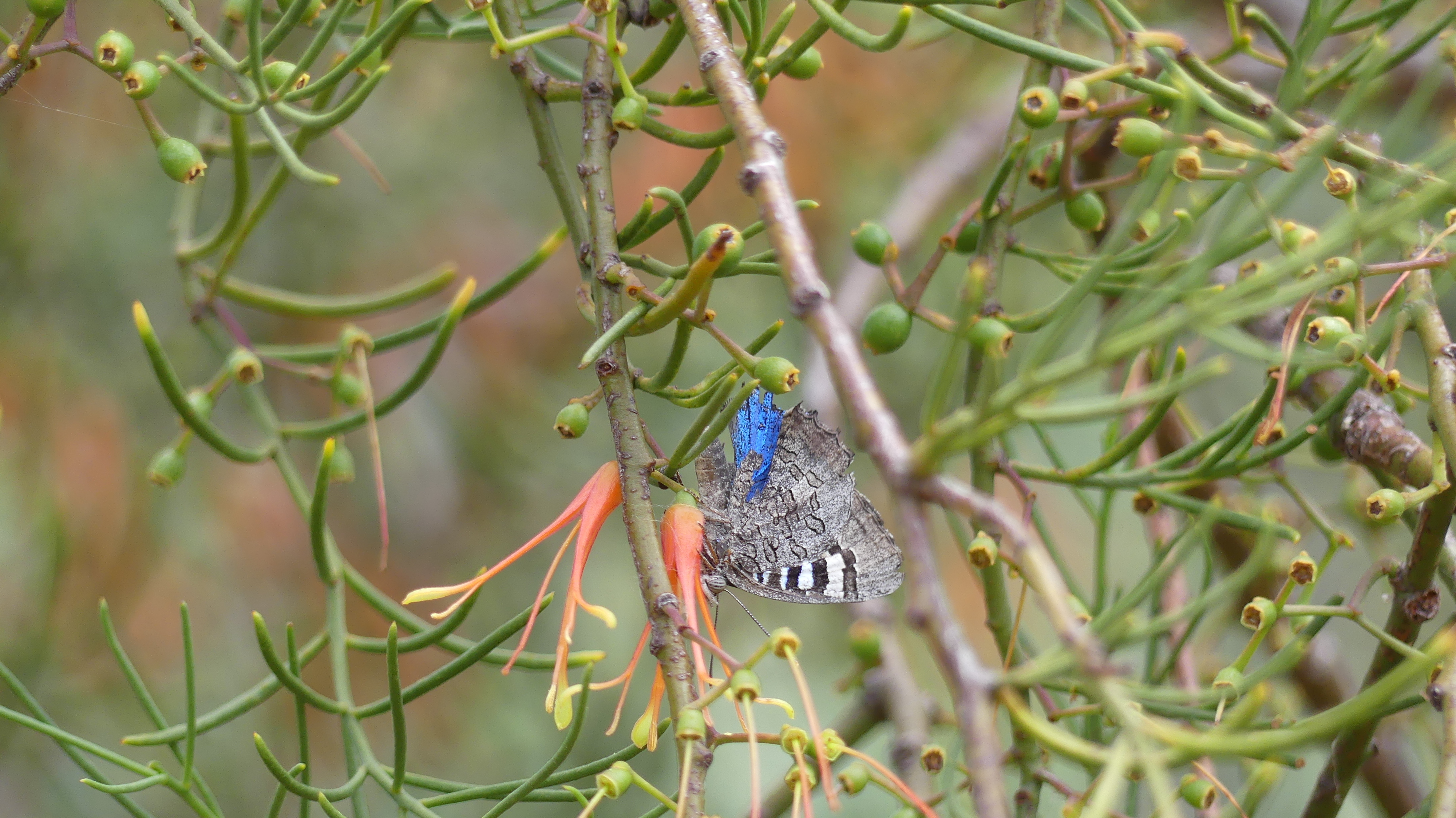 tea tree mistletoe and butterfly