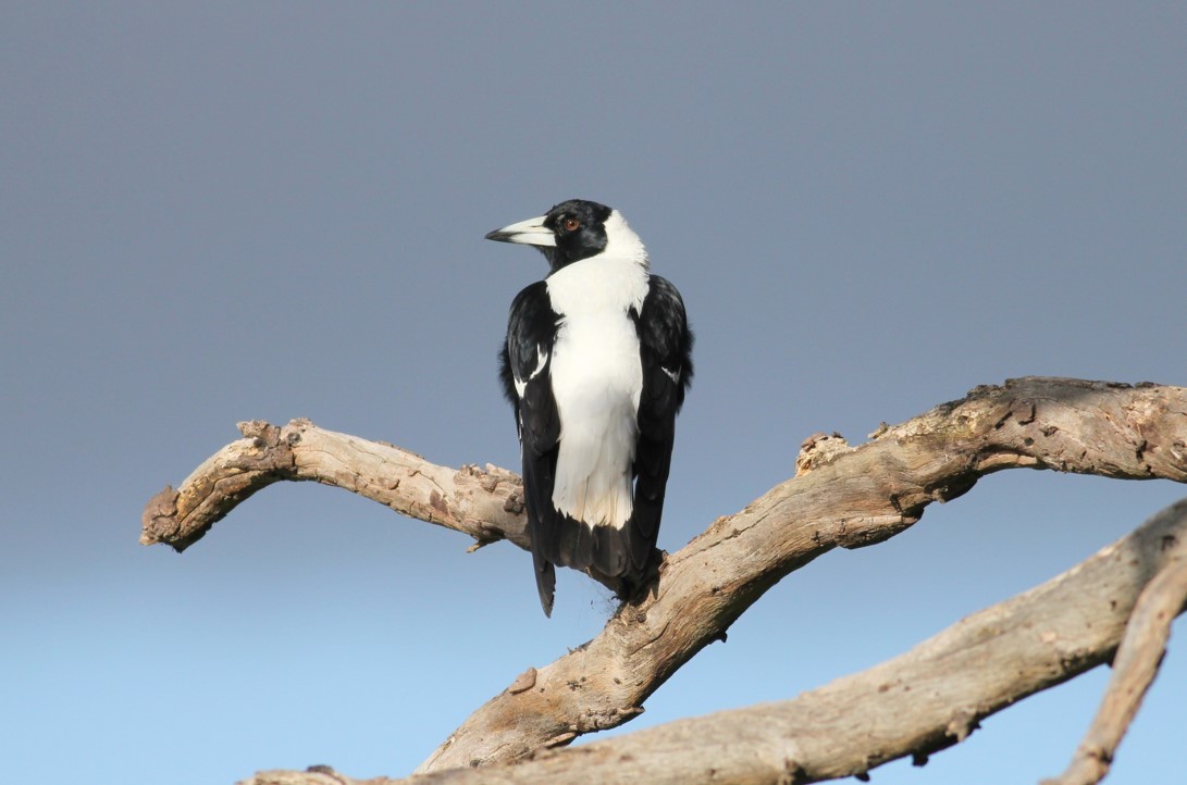 A magpie sitting on a tree facing away from the camera but looking back toward it