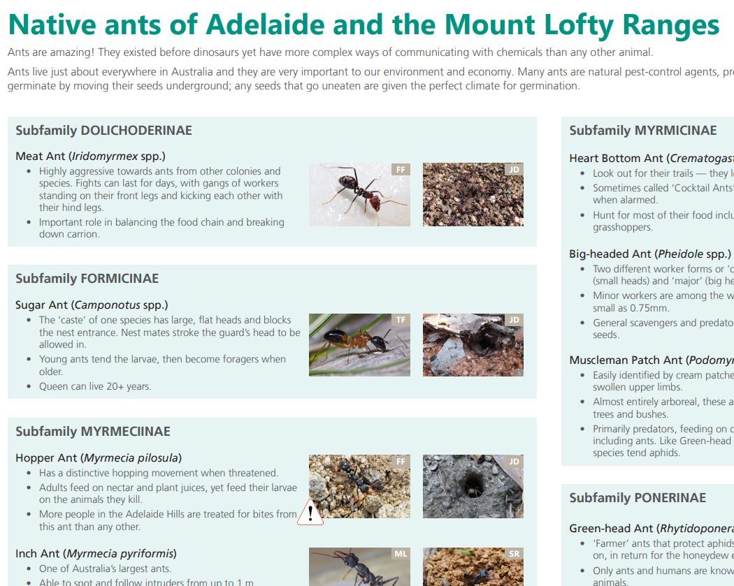Ants identification chart - Green Adelaide