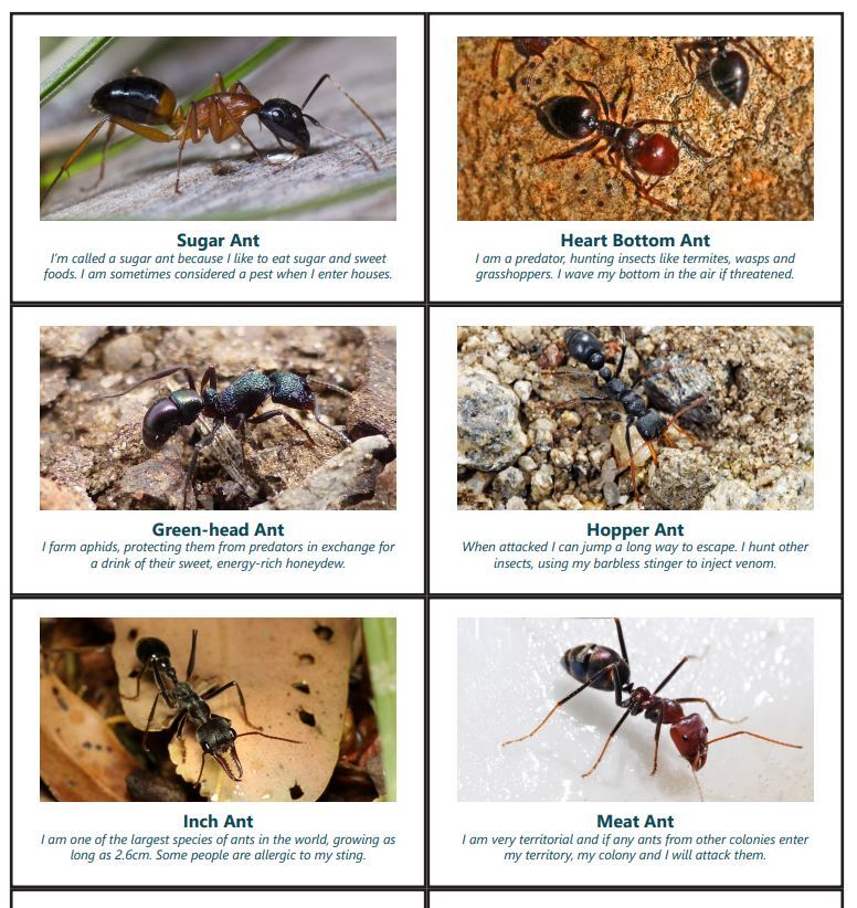 Ants playing cards pack - Green Adelaide