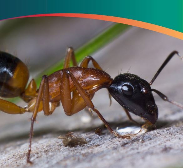 Ants teacher information pack - Green Adelaide