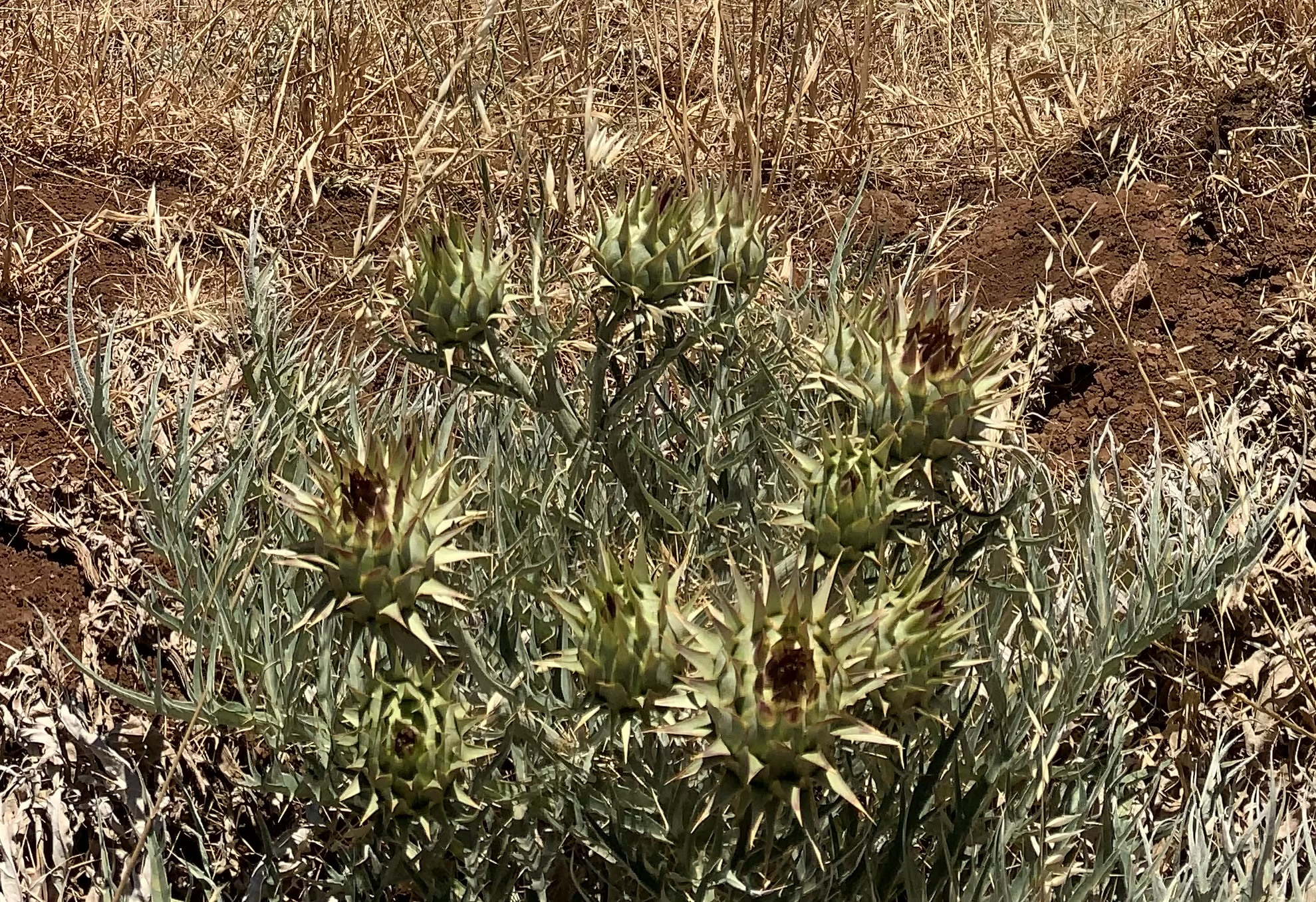 Flowers of wild artichoke. Green and spiky looking weed against red dirt.