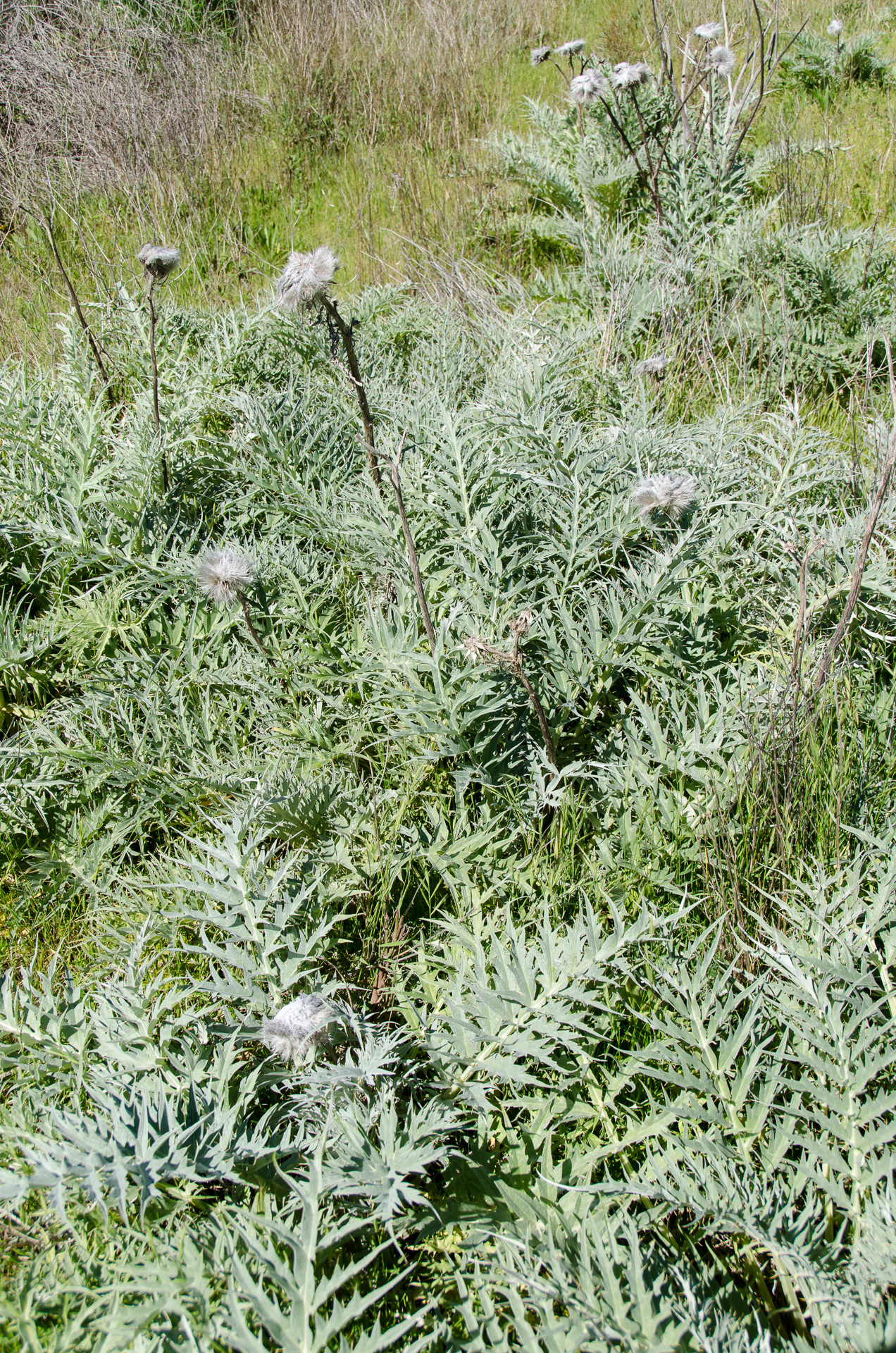 A dense infestation of pest plant wild aritchoke