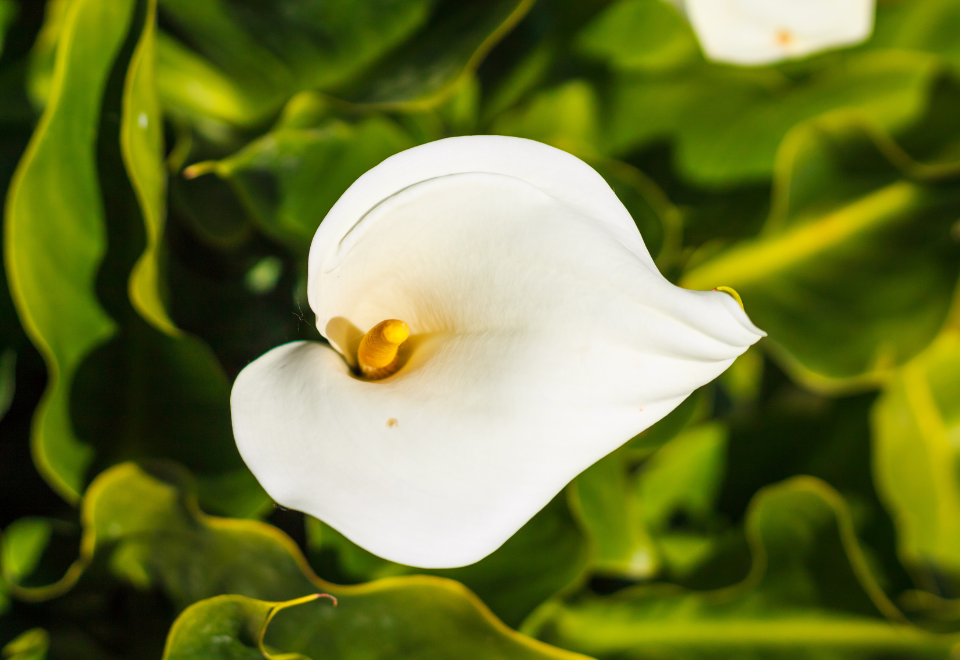 The flower of an Arum lily, bright white with yellow on the inside, against a background of dark green leaves