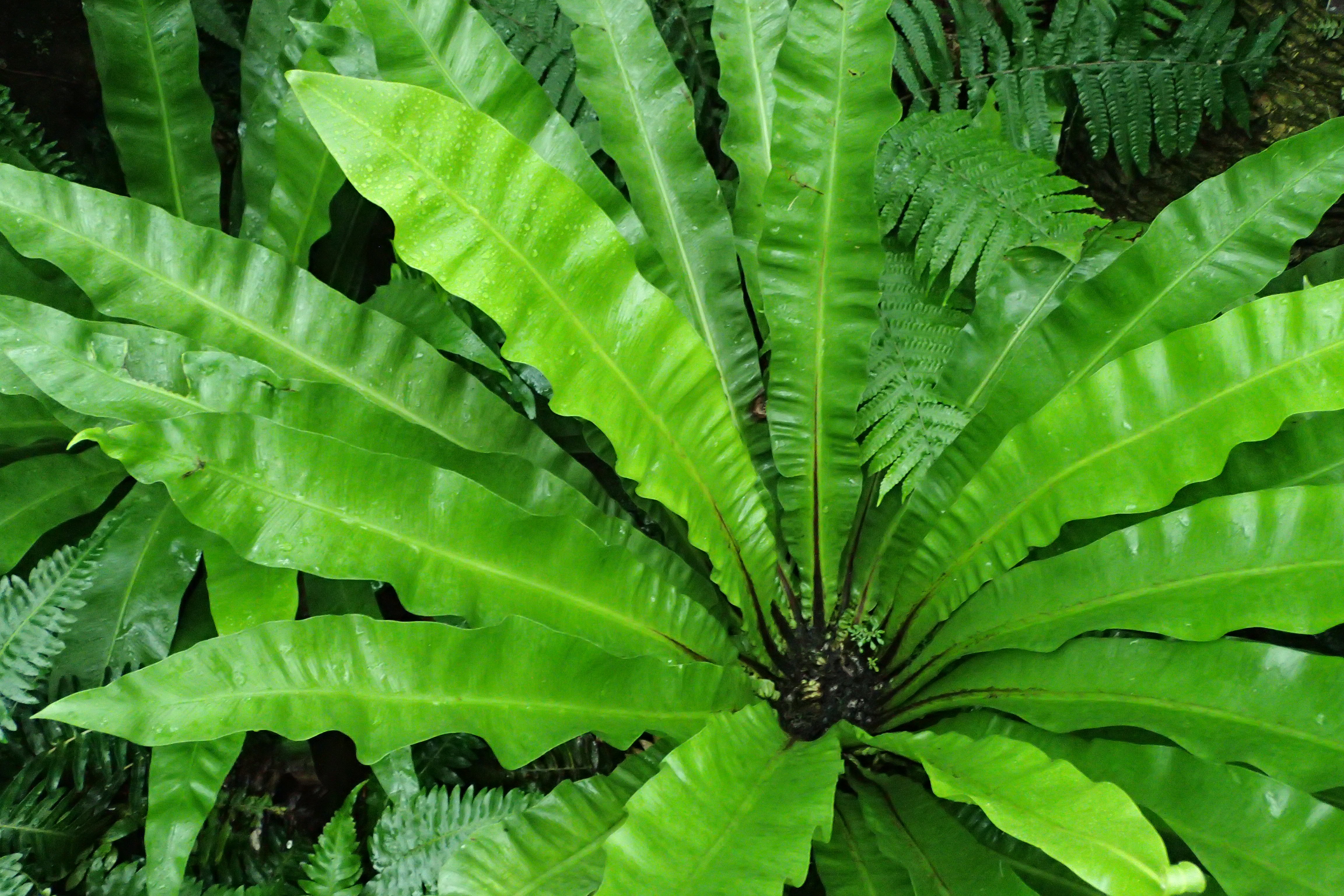 Asplenium_australasicum-bird's nest fern-Krzysztof Ziarnek, Kenraiz