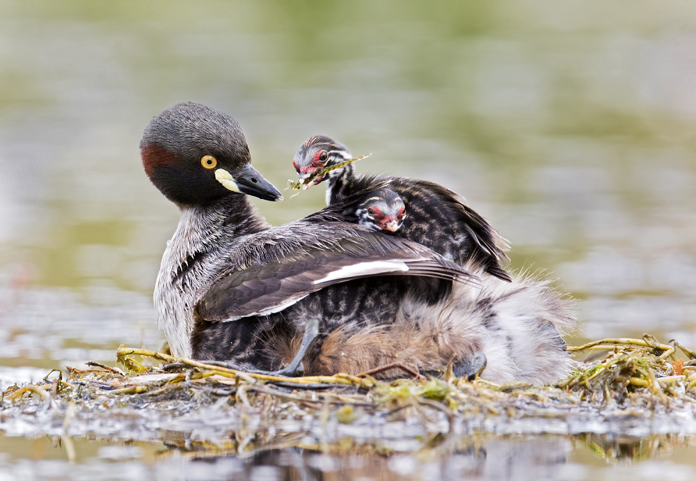 Australasian grebe parent and its chicks in Adelaide.