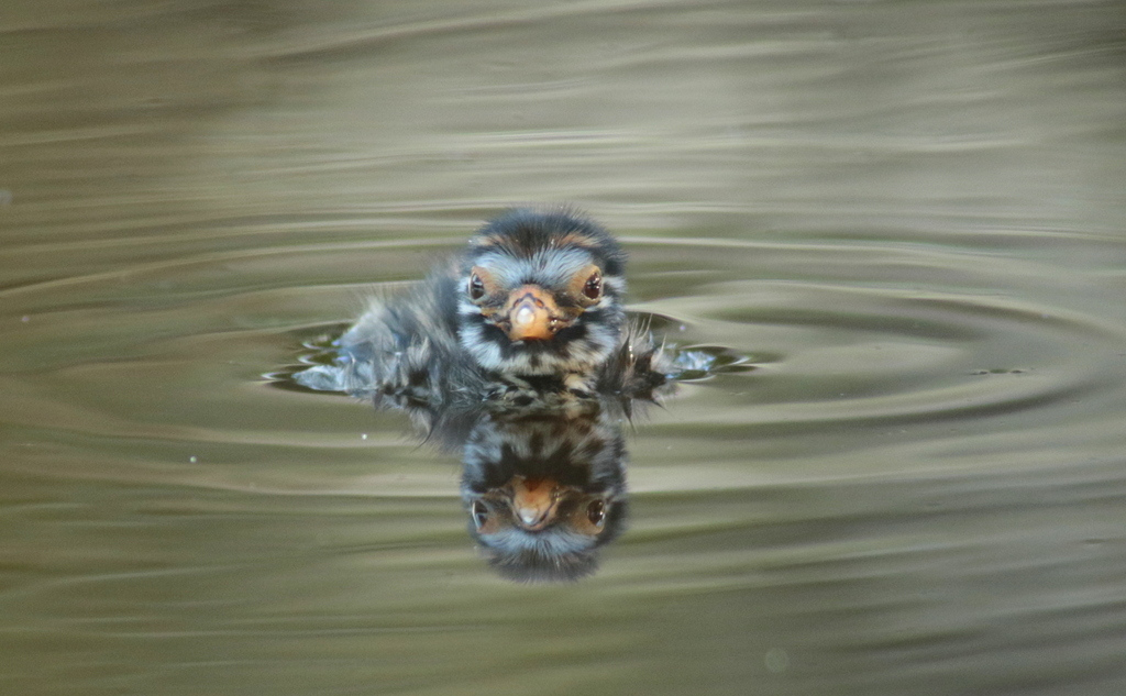 Australasian grebe baby in an Adelaide waterway.