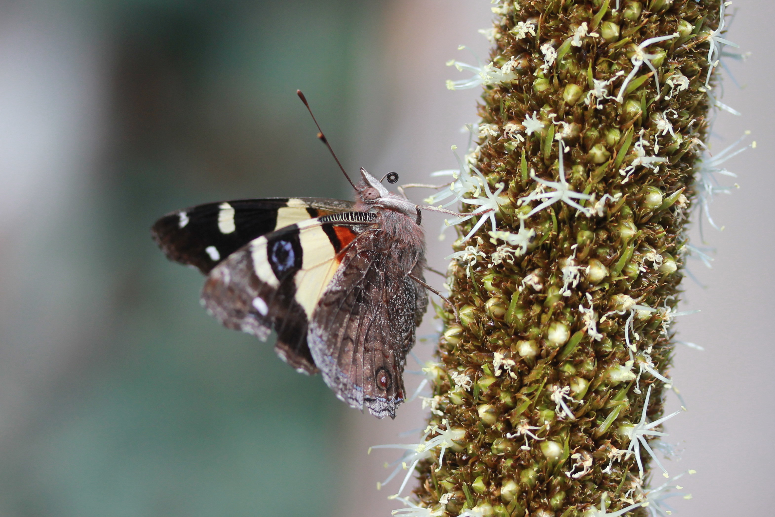 Australian admiral-photo Martin Stokes