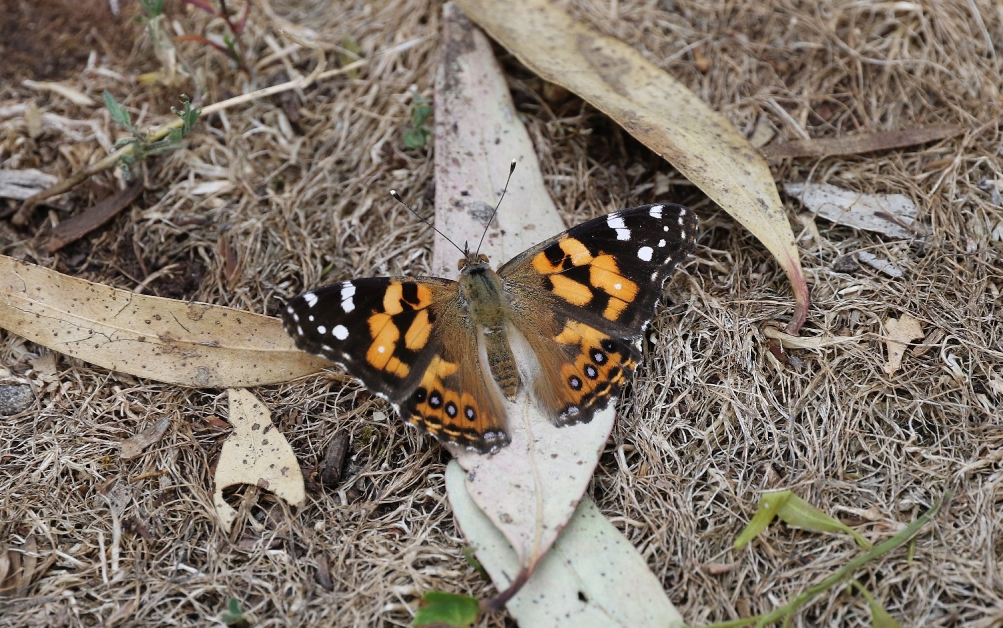 Australian painted lady wings open-credit Jeremy Gramp