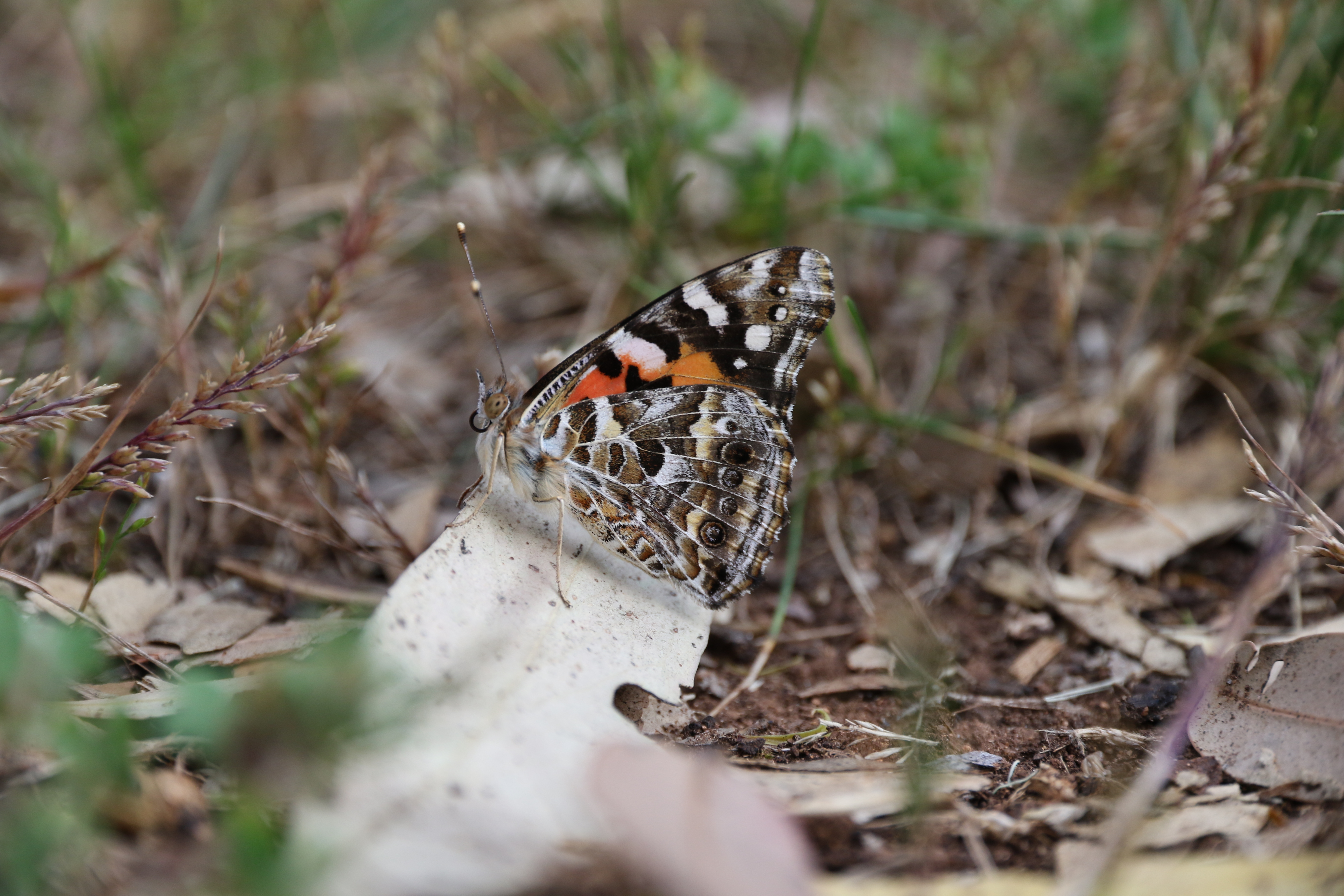 Image of an orange and black butterfly against a leaf