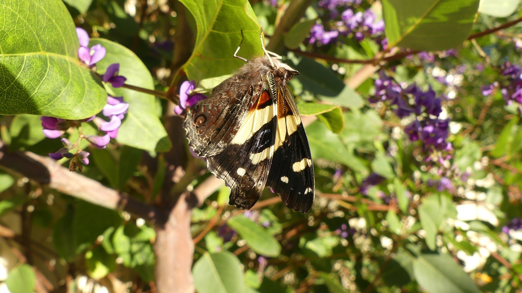 An Australian admiral butterfly on native lilac (Hardenbergia violacea)