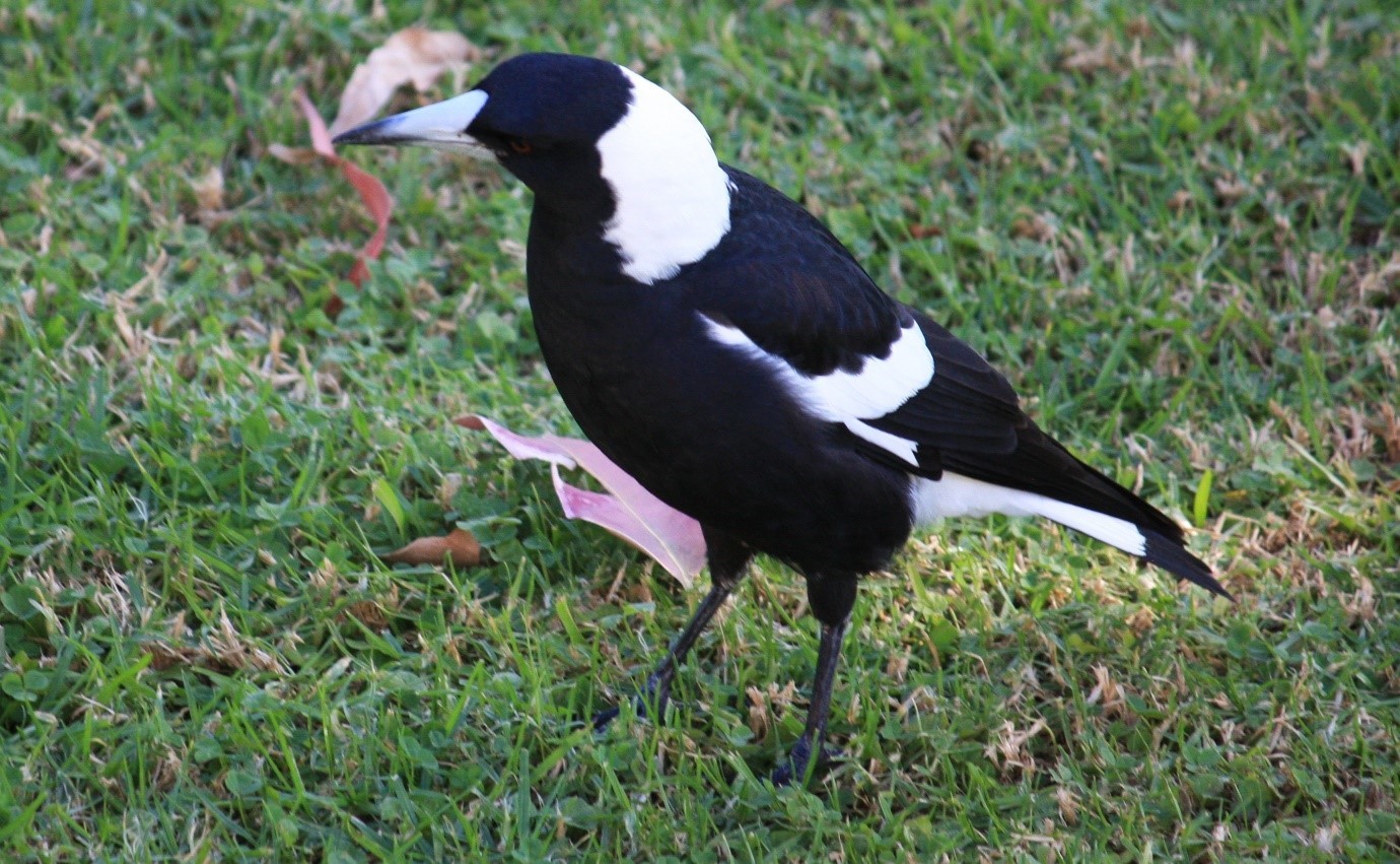 A magpie standing on grass