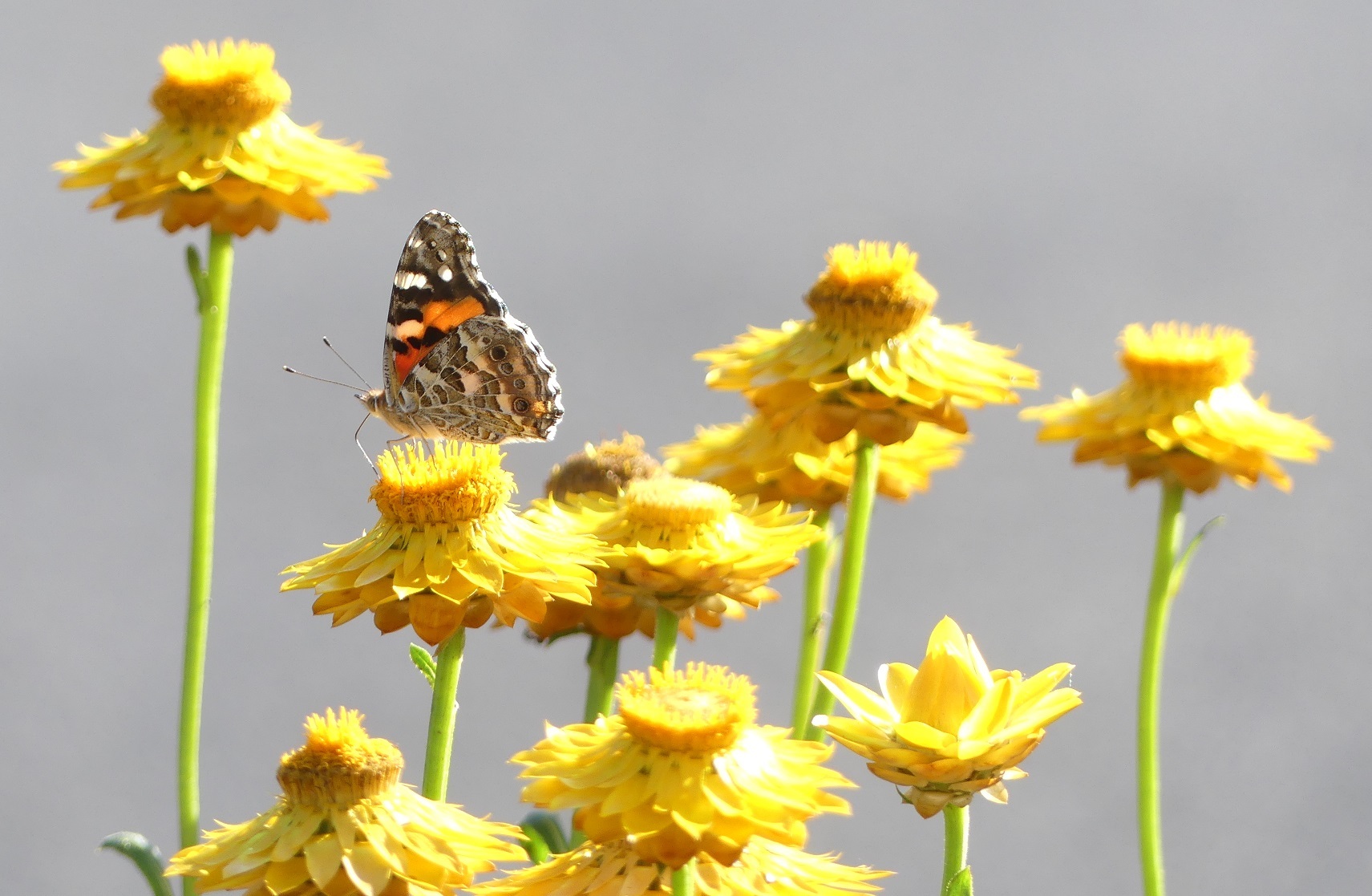 An Australian painted lady perched on golden everlasting.