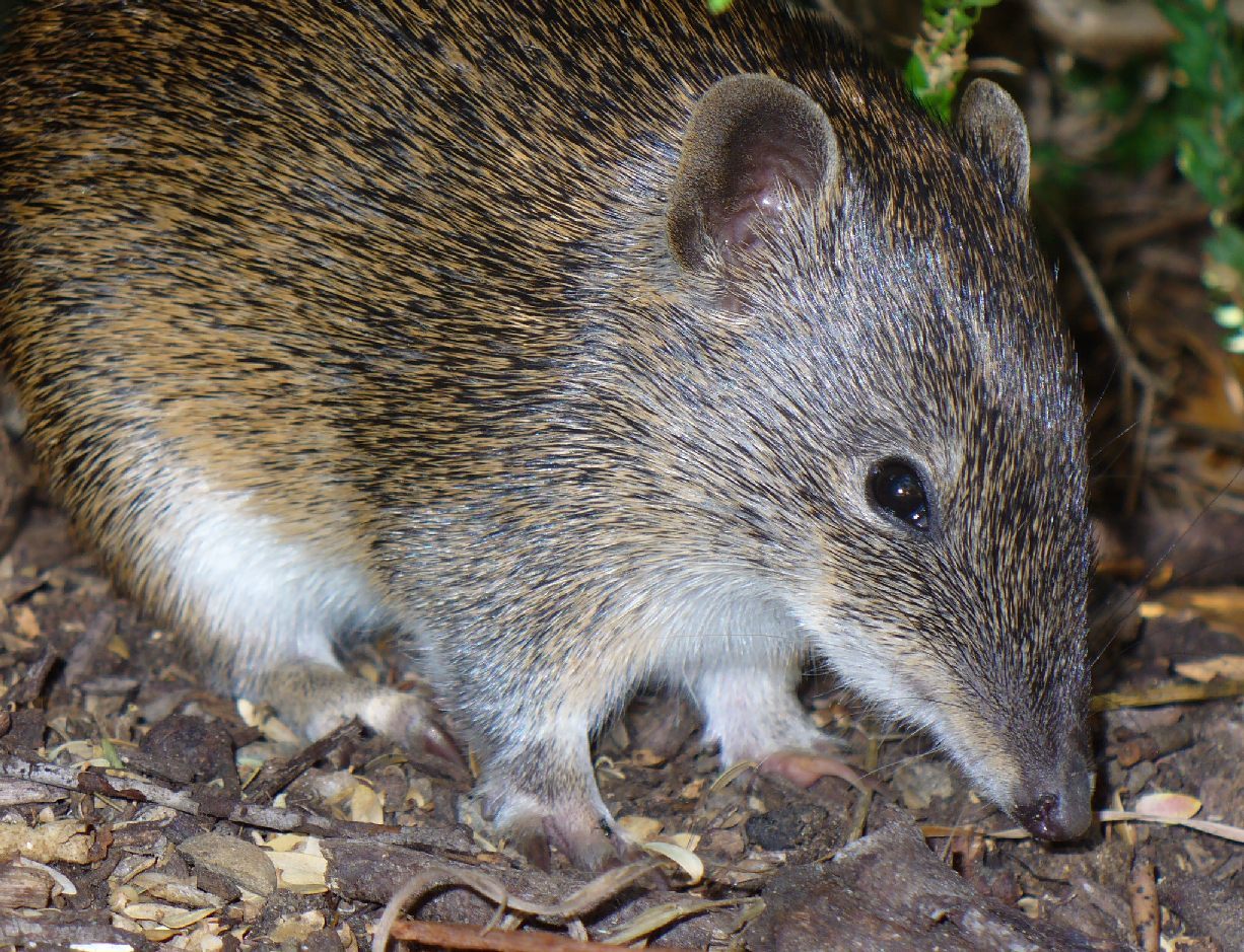 A southern brown bandicoot-credit Kirstin Abley.