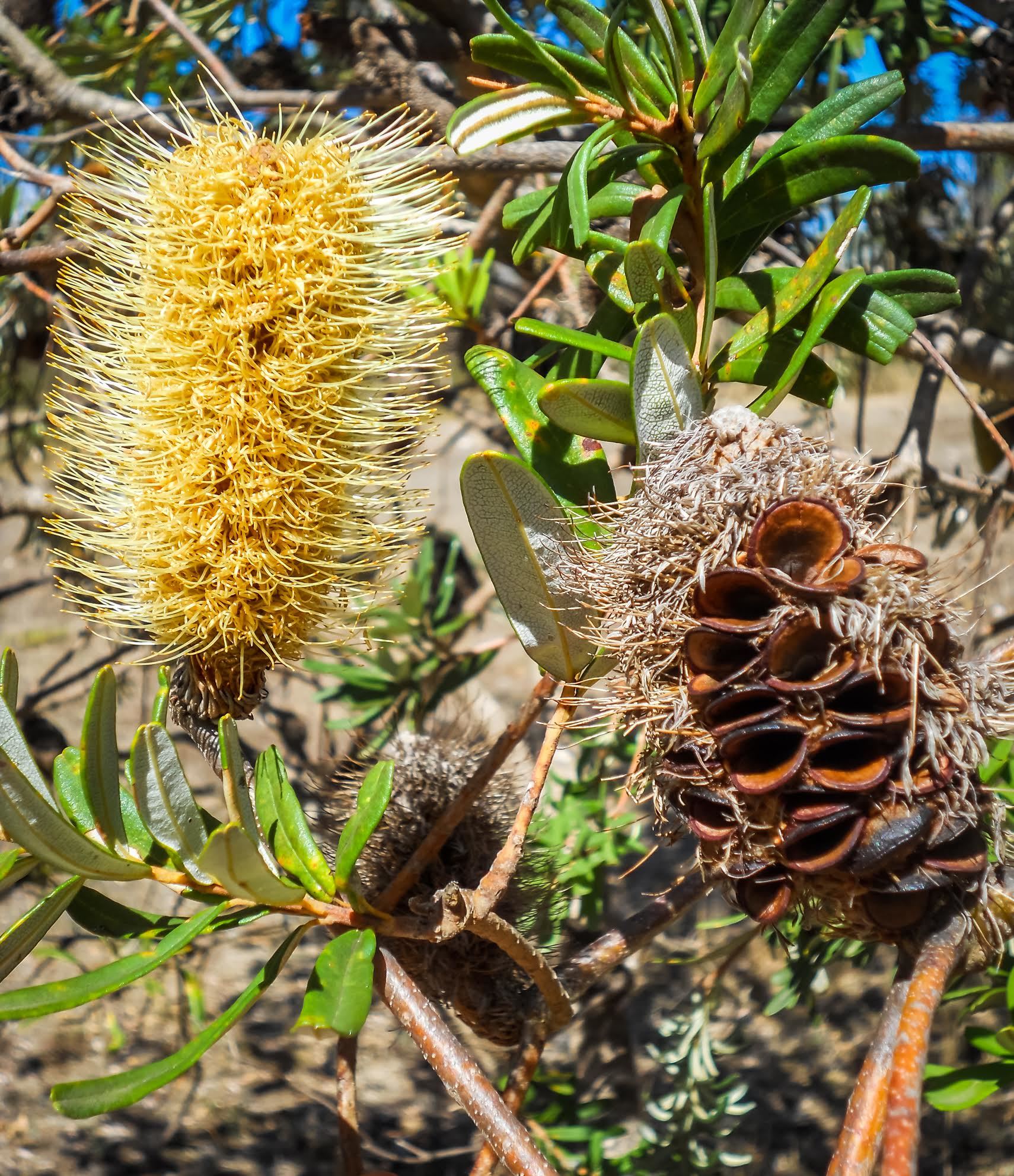 Silver banksia seed pods can create a stunning display.