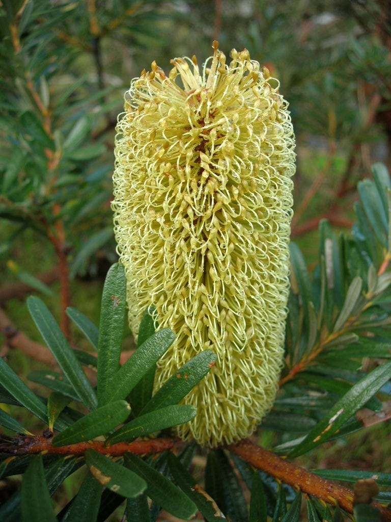 silver banksia