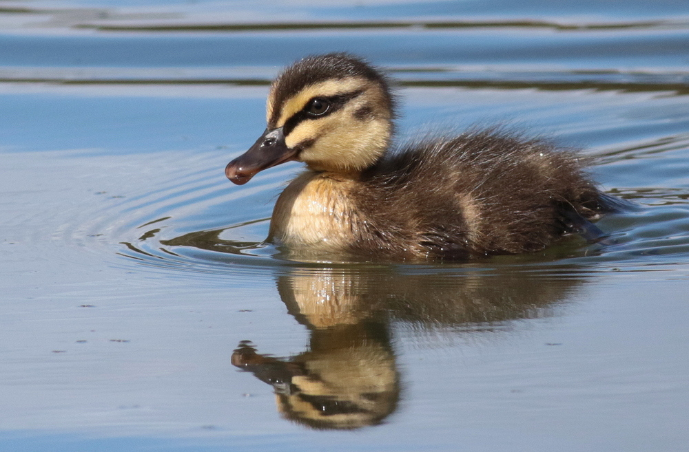 pacific black duckling in Adelaide