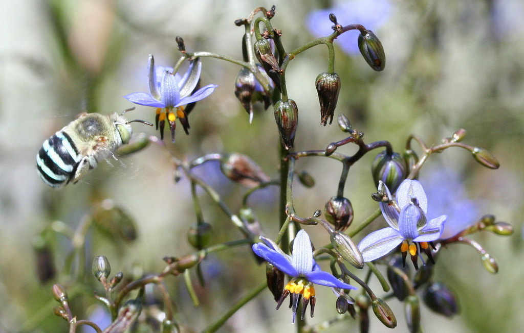 blue-banded bee on dianella-credit Martin Stokes