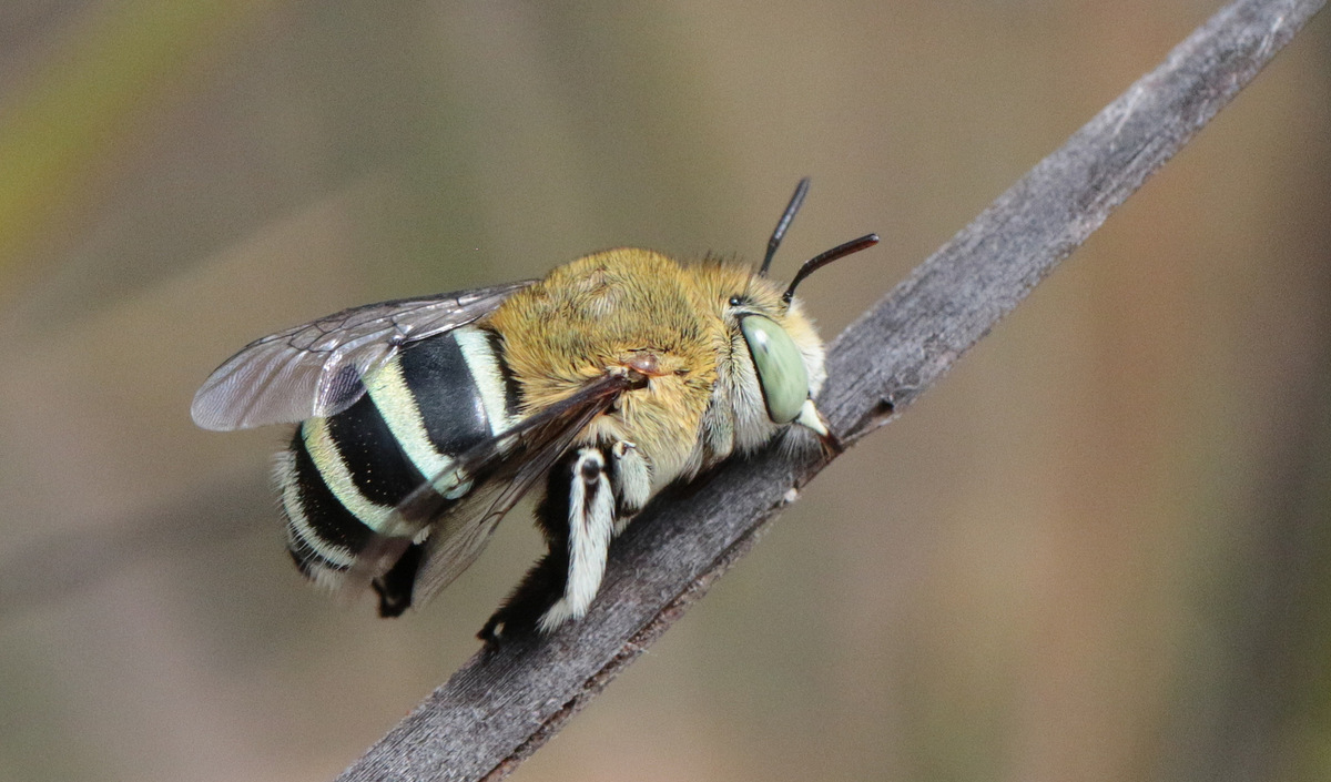 A blue-banded bee – one of our many native bee species. Photo: Martin Stokes.