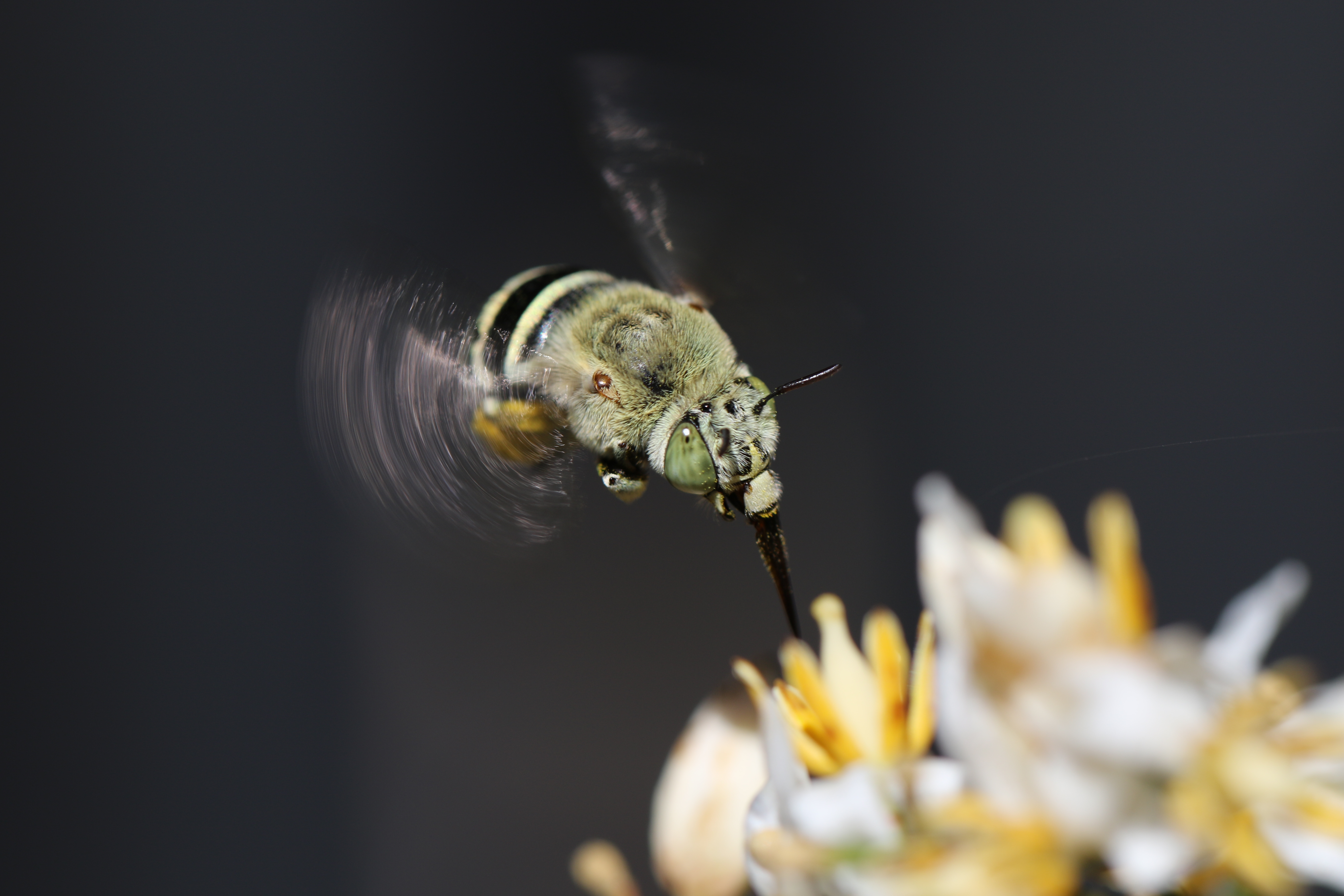 Blue banded bee Amegilla chlorocyanea 1 Jeremy Gramp - Green Adelaide