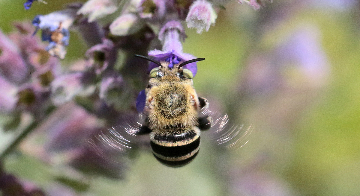 blue-banded-bee-credit-Martin-Stokes