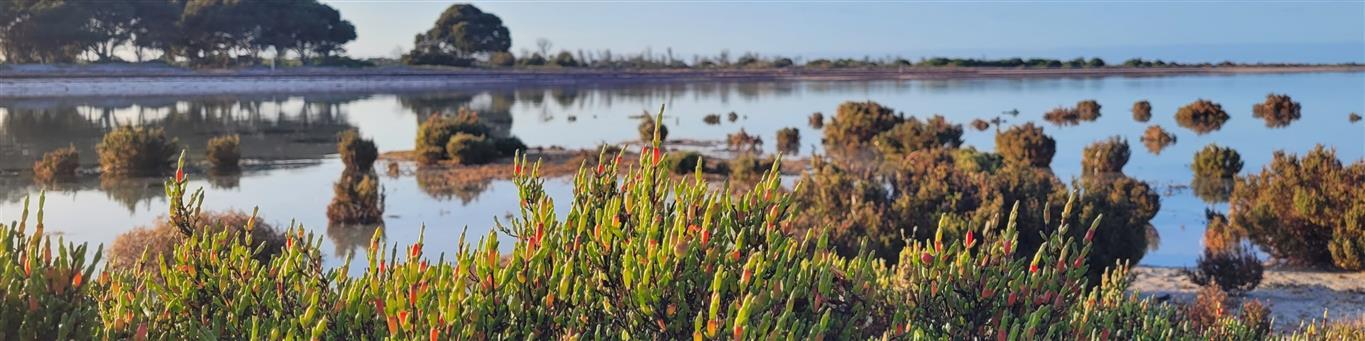 The dry creek salt fields