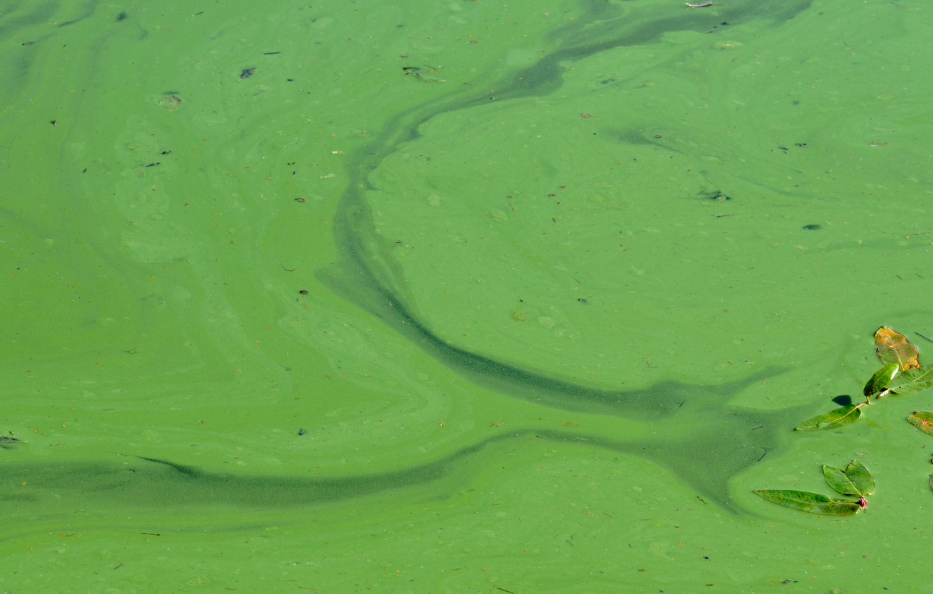 Blue-green algae bloom, bright green across the water