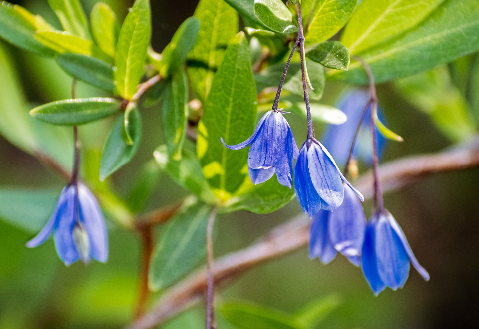 Bluebell creeper flowers, a blue to purple colour, attached to woody looking red stem