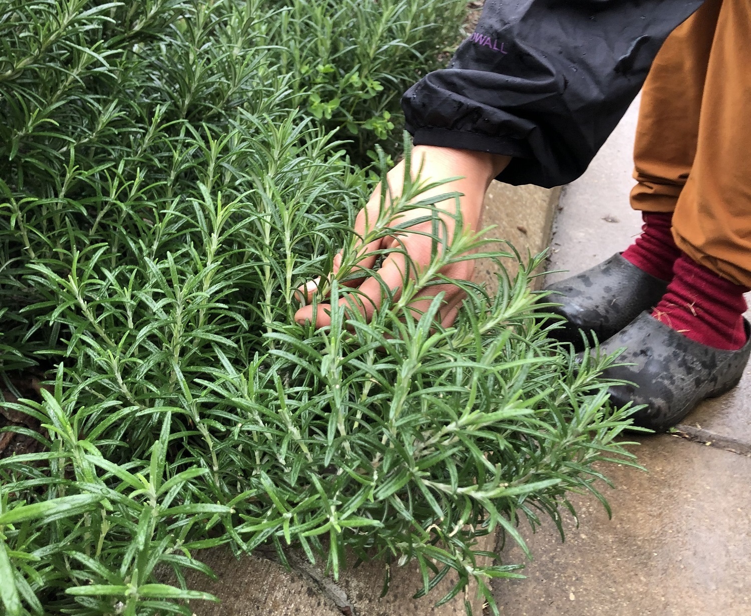 person holding a sprig of rosemary on a bush