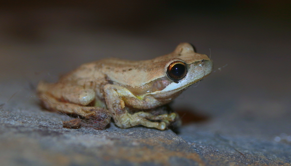 Brown tree frog