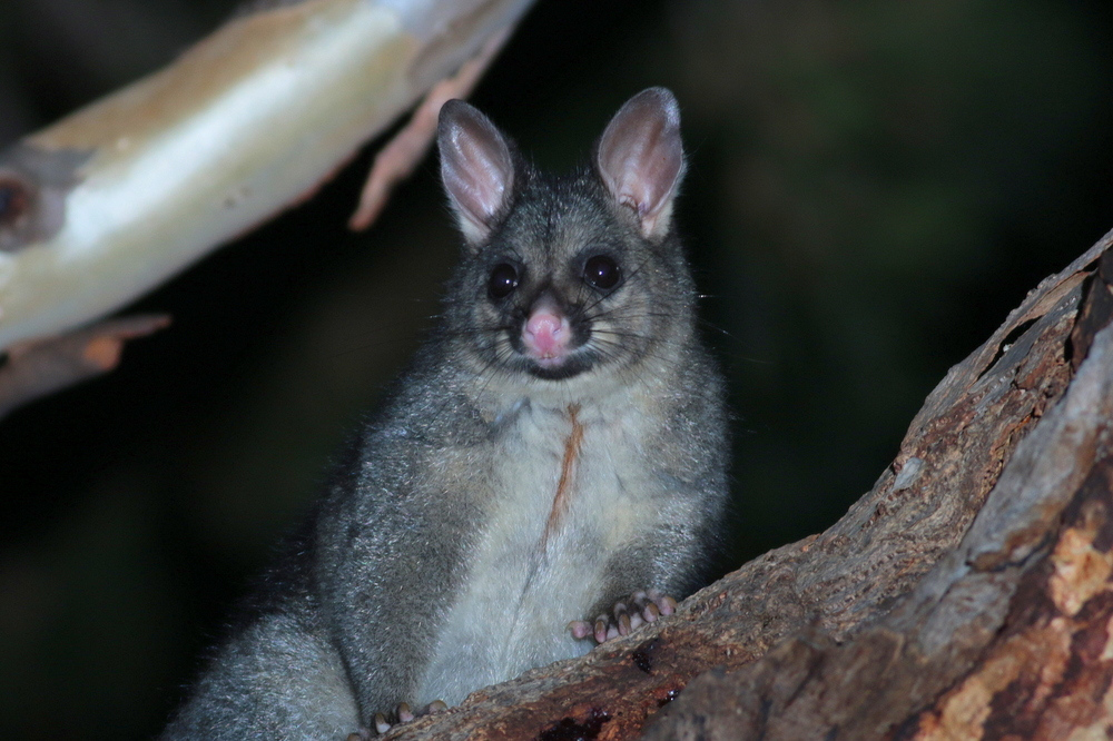 A brushtail possum in a tree at the dark