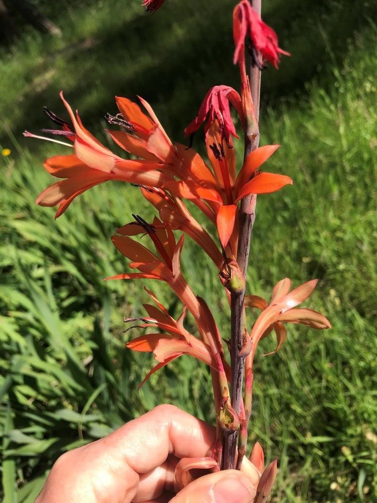 Bulbil watsonia flower head