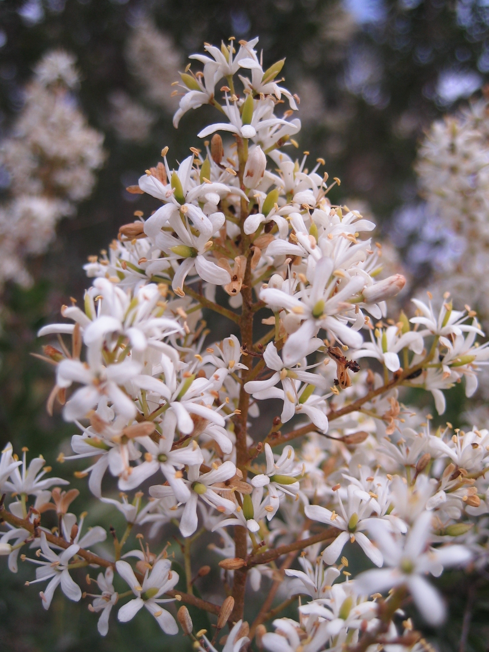 christmas bush-bursaria spinosa