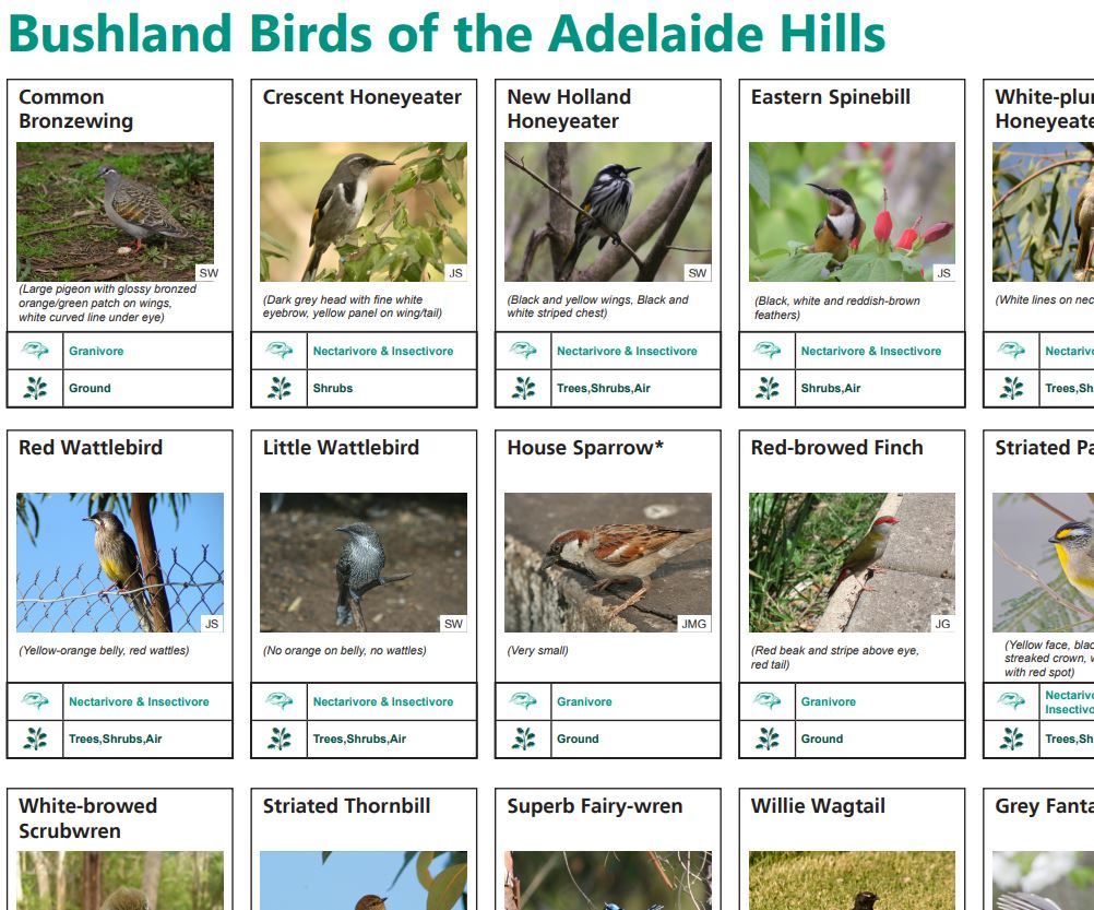 Bushlands birds of the Adelaide Hills identification chart - Green Adelaide