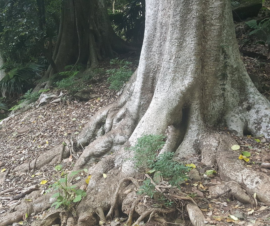 A buttress fig tree with very pronounced roots at the base of the tree