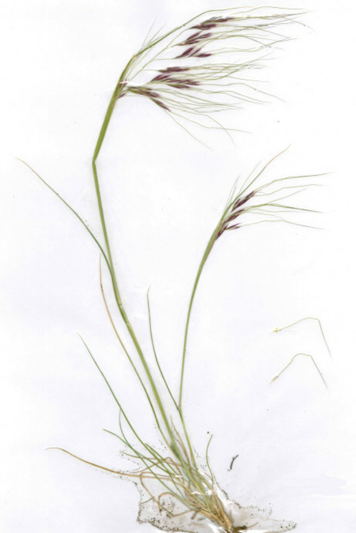 a pressed sample of Chilean needle grass