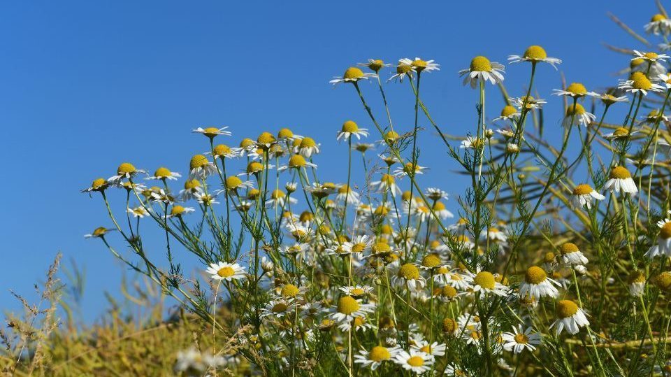 Camomile flowers